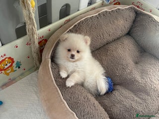 Pomeranian dogs - Advert 4