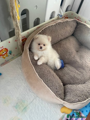 Pomeranian dogs - Advert 1