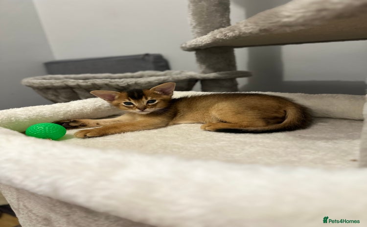 Abyssinian cats - Advert 1