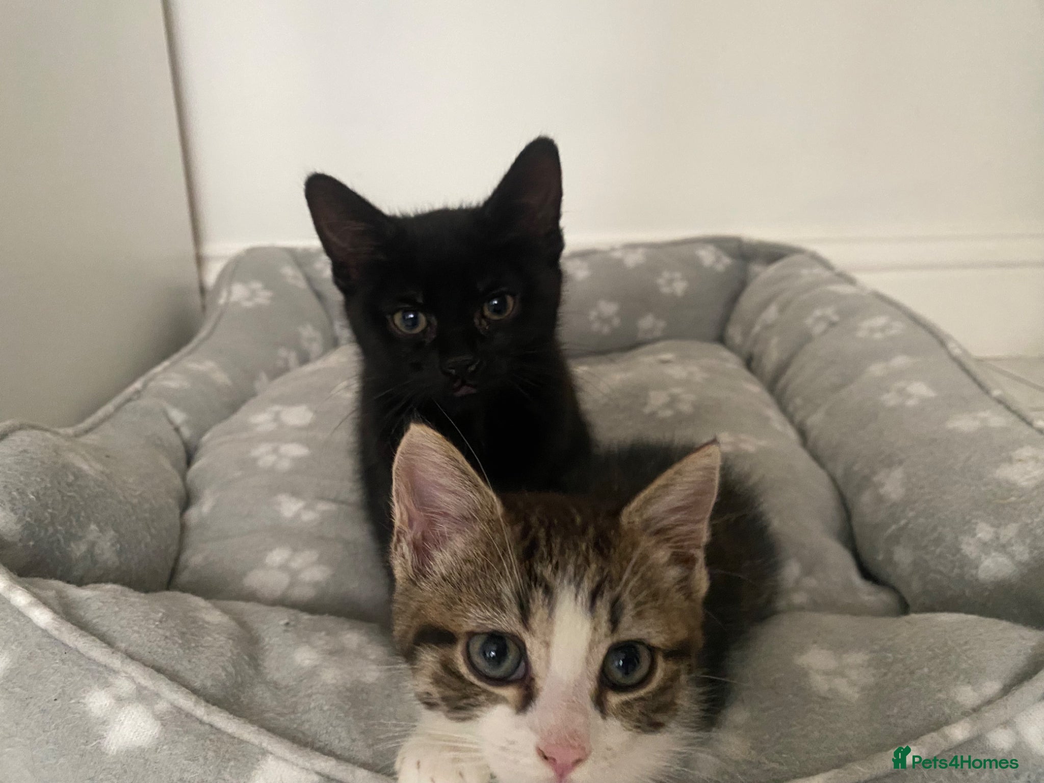 Mixed Breed cats 2 Male Kittens Looking for Forever Home Together!! - Advert 6