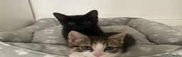 Mixed Breed cats for sale: 2 Male Kittens Looking for Forever Home Together!! in Southall - Advert 1