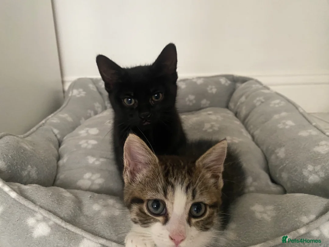 Mixed Breed cats for sale: 2 Male Kittens Looking for Forever Home Together!! in Southall - Advert 1