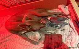 Boston Terrier dogs for sale: Boston Terrier puppies 🐶  - Image 1