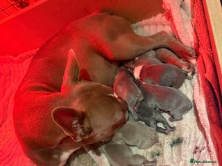 Boston Terrier dogs Boston Terrier puppies 🐶 all SOLD - Advert 15