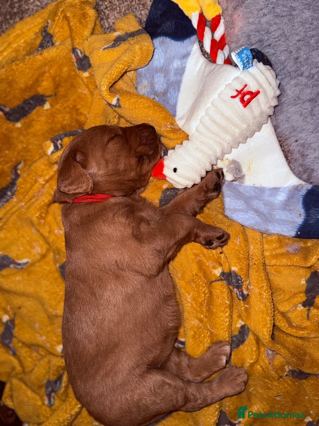 Labradoodle dogs for sale: 6 beautiful labradoodles - Advert 17