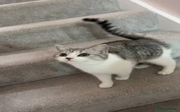 Scottish Fold cats for sale: 7 month old grey and white scottish fold boy mix  - Image 2