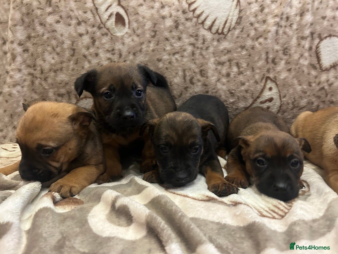 Mixed Breed dogs for sale: Mixed breed  - Advert 7