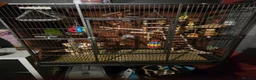 Conures birds for sale: Conure  in Leicester - Advert 7