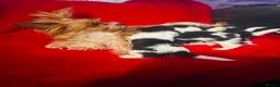 Biewer Terrier dogs for sale: Cute Biewer Terrier puppies  in Luton - Advert 10