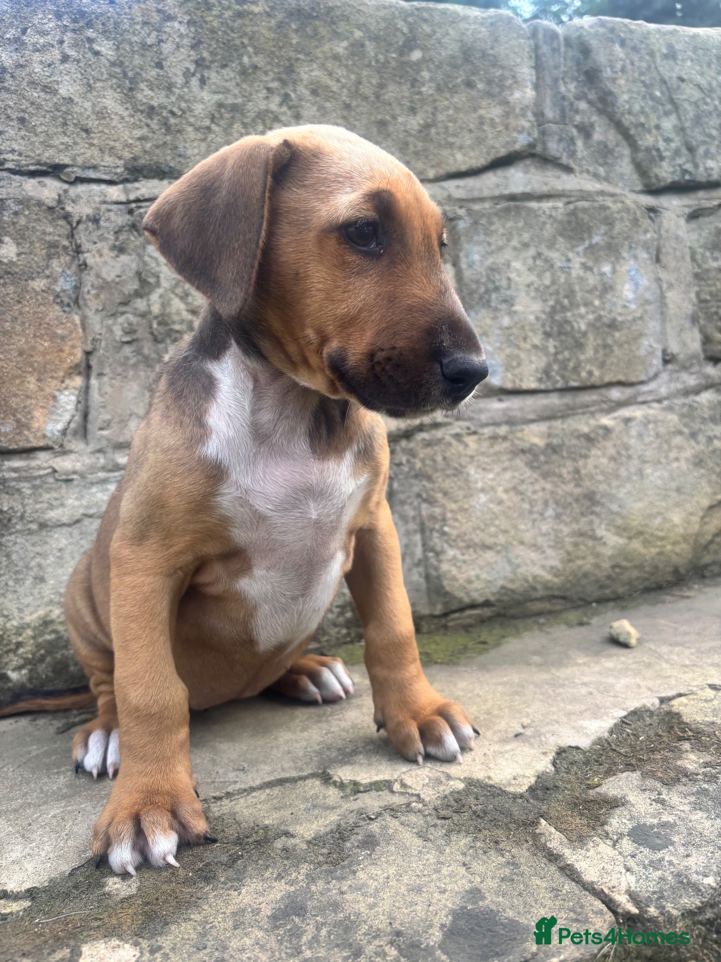 Mixed Breed dogs English Bull Terrier X Doberman - Advert 3