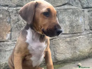 Mixed Breed dogs English Bull Terrier X Doberman - Advert 3