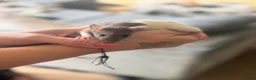 Rat rodents for sale: Rats for sale - Advert 7
