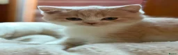 British Shorthair cats for sale: British shorthair kittens  - Advert 5