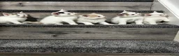 Mixed Breed cats for sale: 5 beautiful kittens  - Advert 5