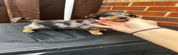 Dachshund dogs for sale: Jackshund puppies looking for a place to call home - Advert 9