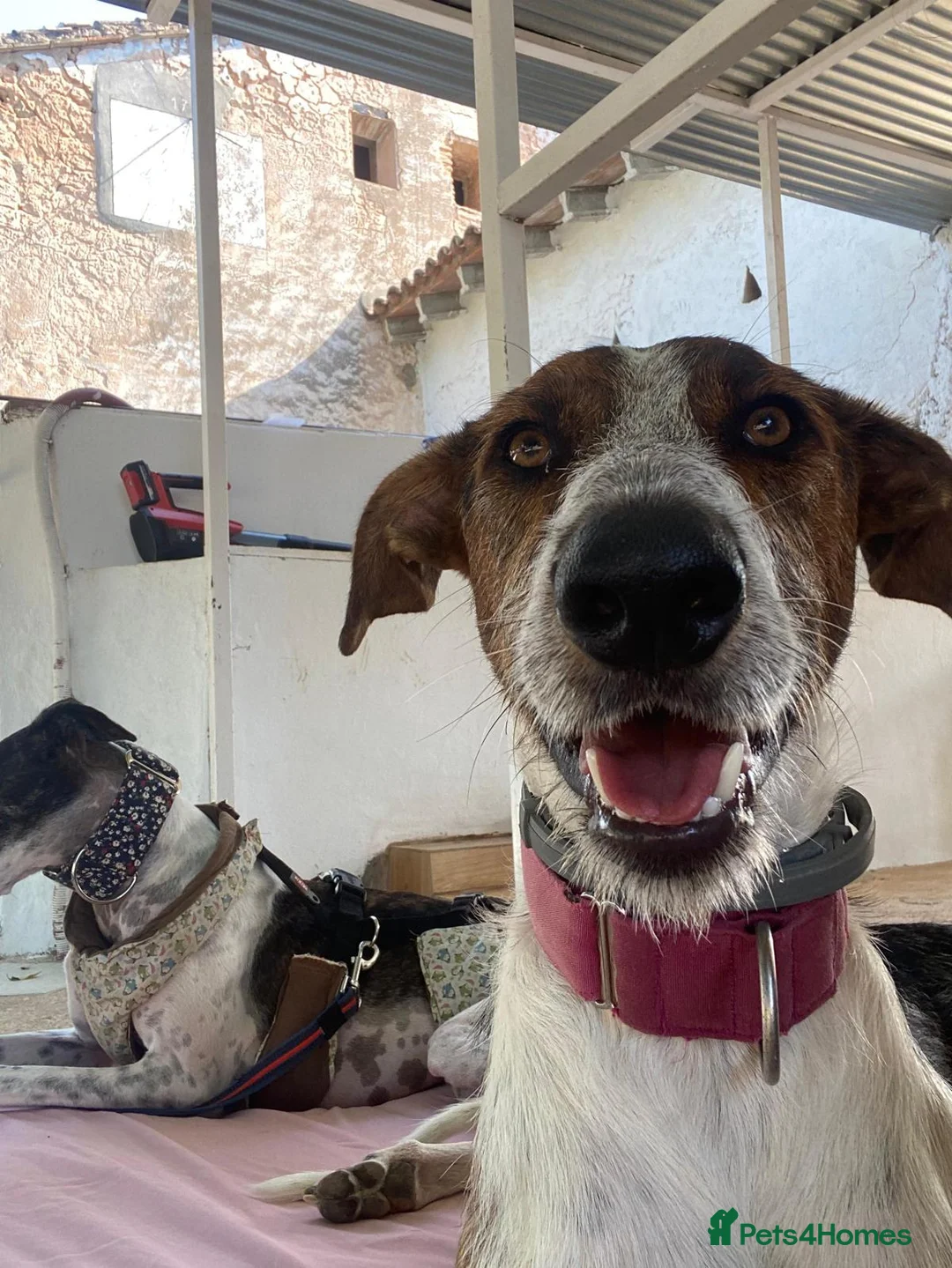 Mixed Breed dogs for adoption: 🐶Rex the perfect pack companion 😍  - Advert 2