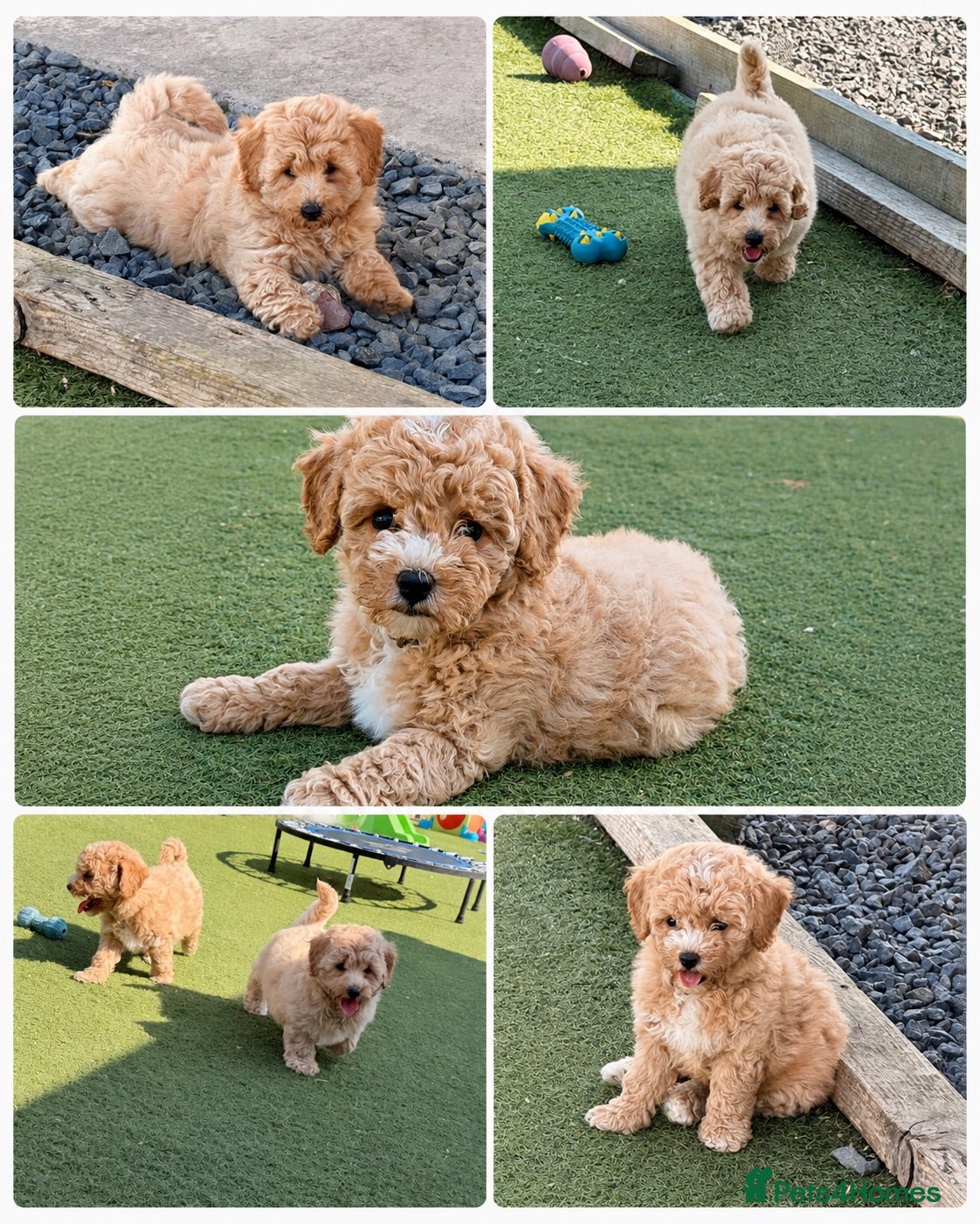 Poochon dogs 🐾 Stunning Poochon girls - ready now 🐾 - Advert 1