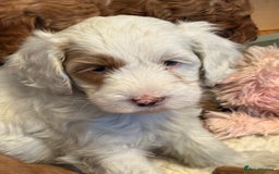 Mixed Breed dogs for sale: Australian Labradoodle  - Image 4