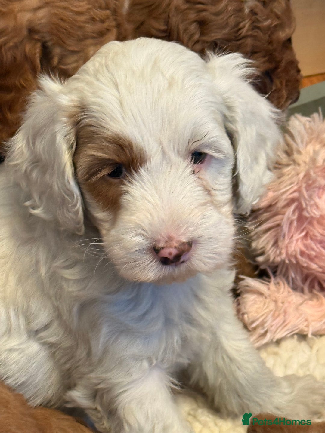 Mixed Breed dogs for sale: Australian Labradoodle  - Image 4