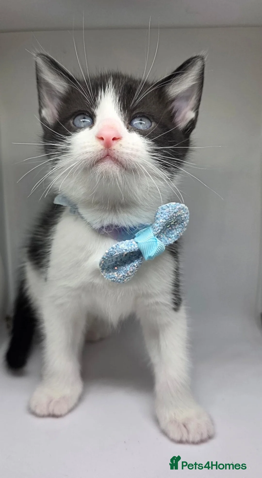 Mixed Breed cats for sale: 🐾 Beautiful Kittens Looking for Loving home 🐾 in Manchester - Advert 6