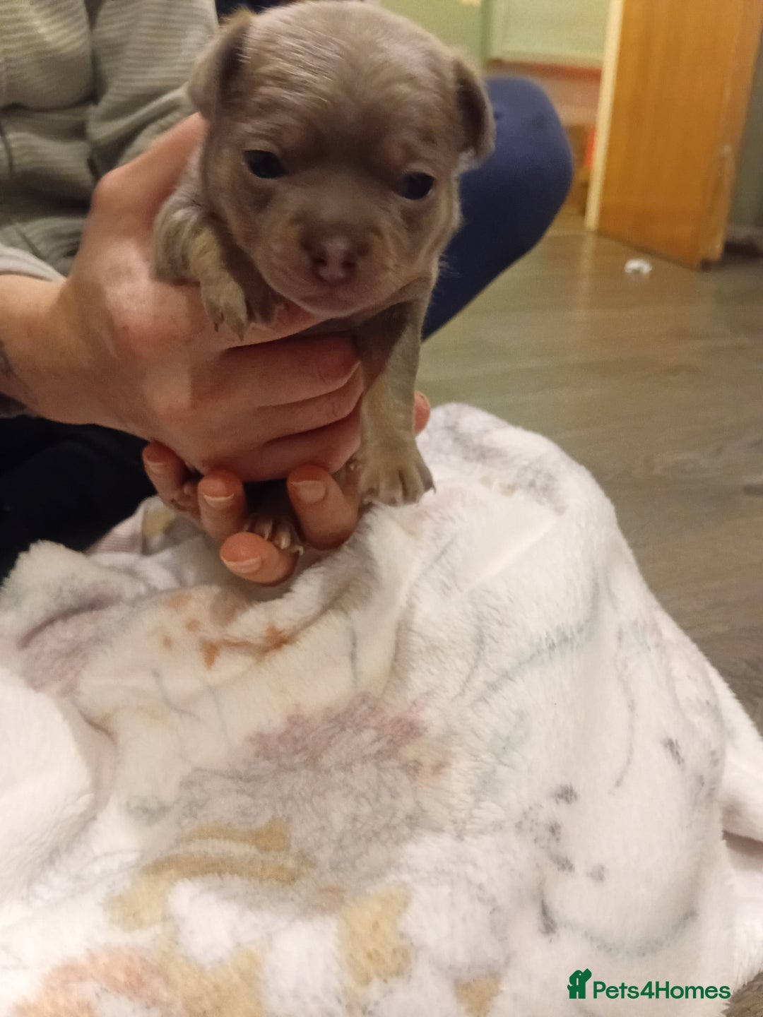 Chihuahua dogs for sale: Tiny KC lilac smooth coat chihuahua pup for sale  - Image 4
