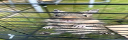Degus rodents for sale: Baby Degu - Advert 1