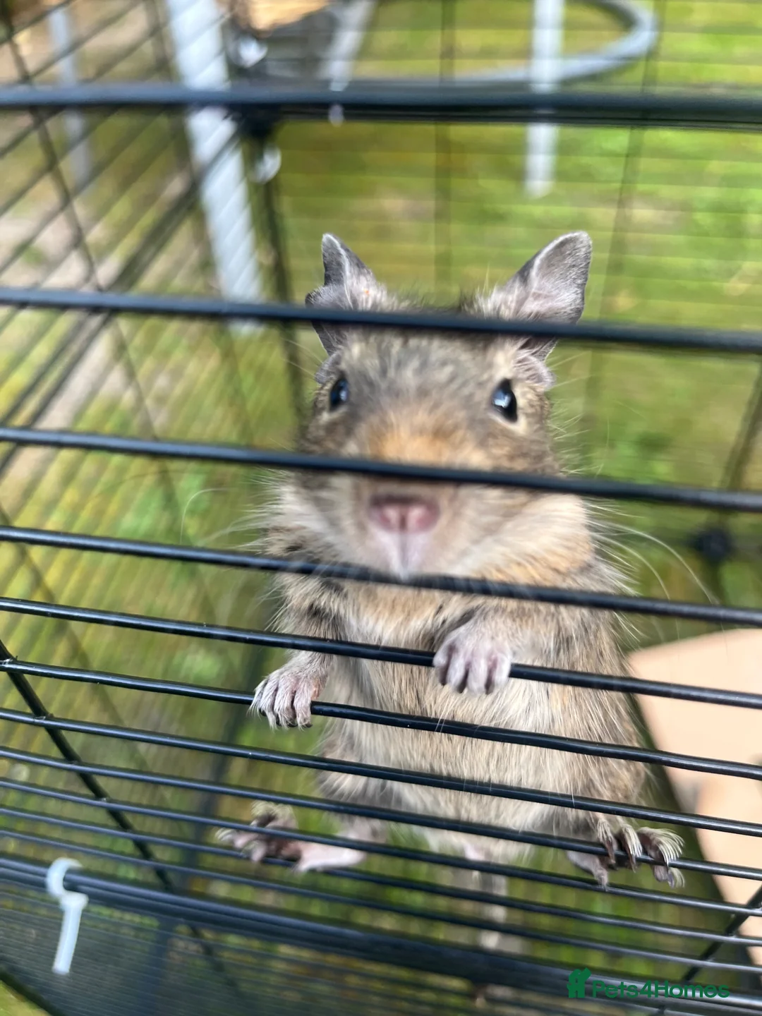 Degus rodents for sale: Baby Degu - Advert 1