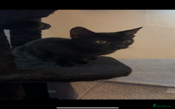 Mixed Breed cats for sale: Salem  - Image 2
