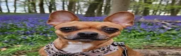 Mixed Breed dogs for sale: Beautiful Nala 5yo Chihuahua X French Bulldog - Advert 5