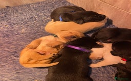 Labrador Retriever dogs for sale: Gorgeous Labrador puppies for sale! - Image 9