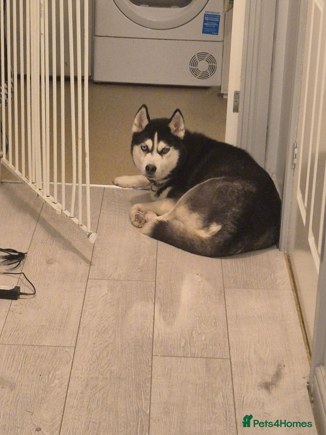 Siberian Husky dogs for sale: FREE- mother and son for rehoming - Advert 1