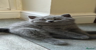 British Shorthair cats - Advert 15