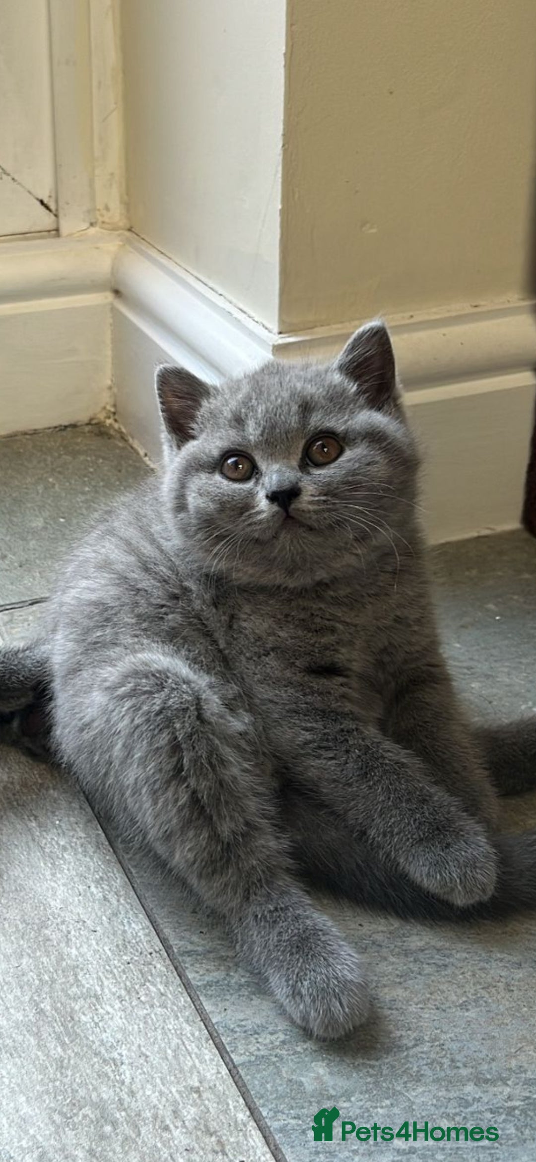 British Shorthair cats for sale: GORGEOUS British Shorthair Kittens - Image 5