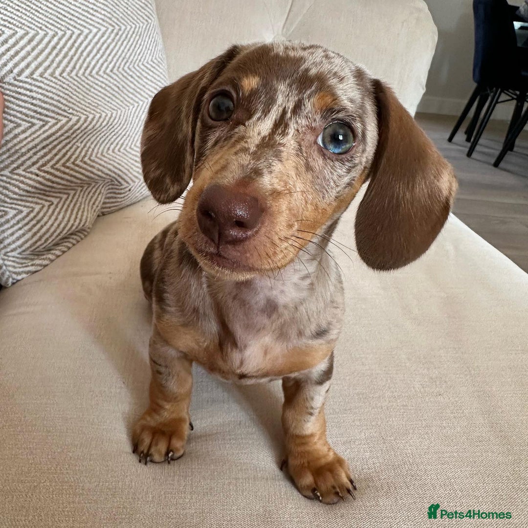 Miniature Dachshund dogs for sale: Beautiful miniature dachshund puppy - Image 1