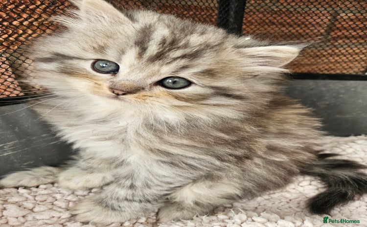 Mixed Breed cats - Advert 11