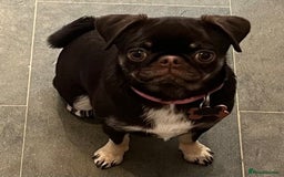 Pug dogs for sale: Tiny pug girl - Advert 1