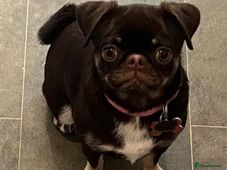 Pug dogs Tiny pug girl - Advert 11