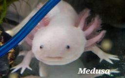 Other/Mixed Breed fish for sale: 4x axolotles - Advert 4