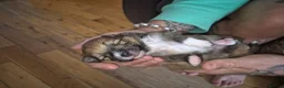 Pomeranian dogs for sale: 3 beautiful pomeranian boys  - Advert 4