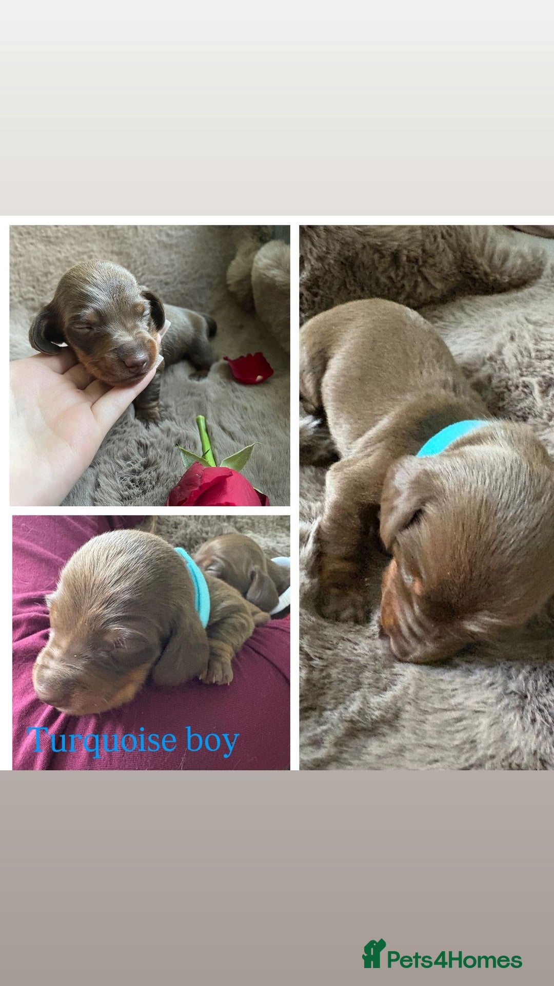Miniature Dachshund dogs for sale: Miniature dachshund puppies  - Advert 5