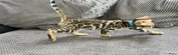 Bengal cats for sale: Stunning full pedigree registered bengal kittens  - Advert 27