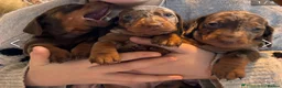 Dachshund dogs for stud: PROVEN dapple daschund stud  - Advert 8