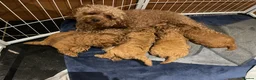 Toy Poodle dogs for sale: 🐾 GORGEOUS RED TOY POODLE GIRLS - Advert 4
