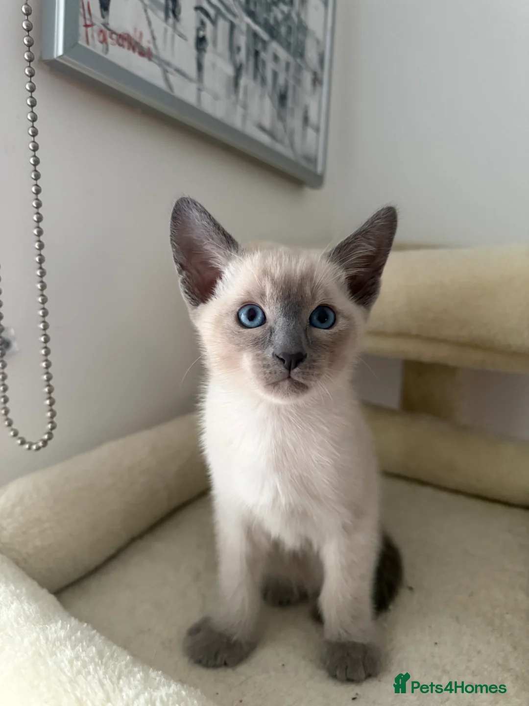 Siamese cats for sale: 3 adorable Siamese kittens 😻 - Advert 4