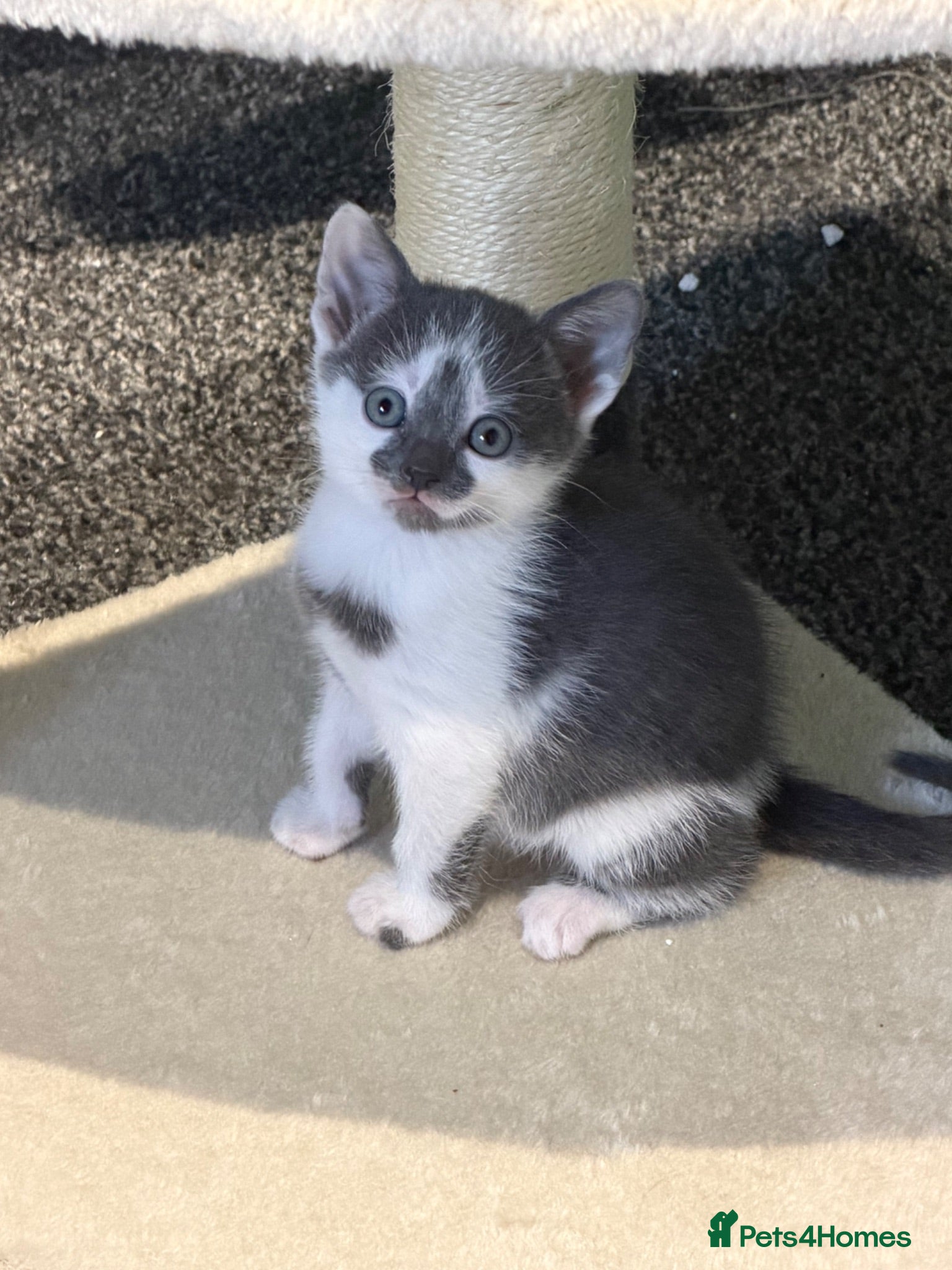 British Shorthair cats BSH cross Persian  - Advert 15