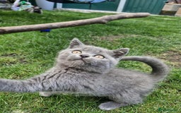 British Shorthair cats for sale: British shorthair  - Image 13