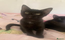Mixed Breed cats for sale: Sphynx cross kittens  - Image 7