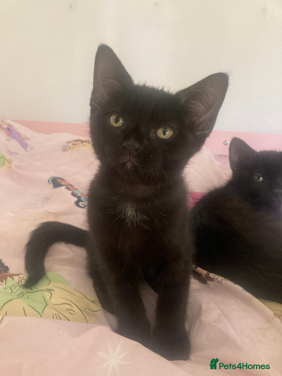 Mixed Breed cats for sale: Sphynx cross kittens  - Image 7