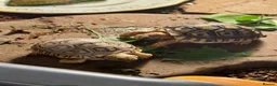 Tortoise reptiles for sale: 2 Baby Leopard tortoises  - Advert 1