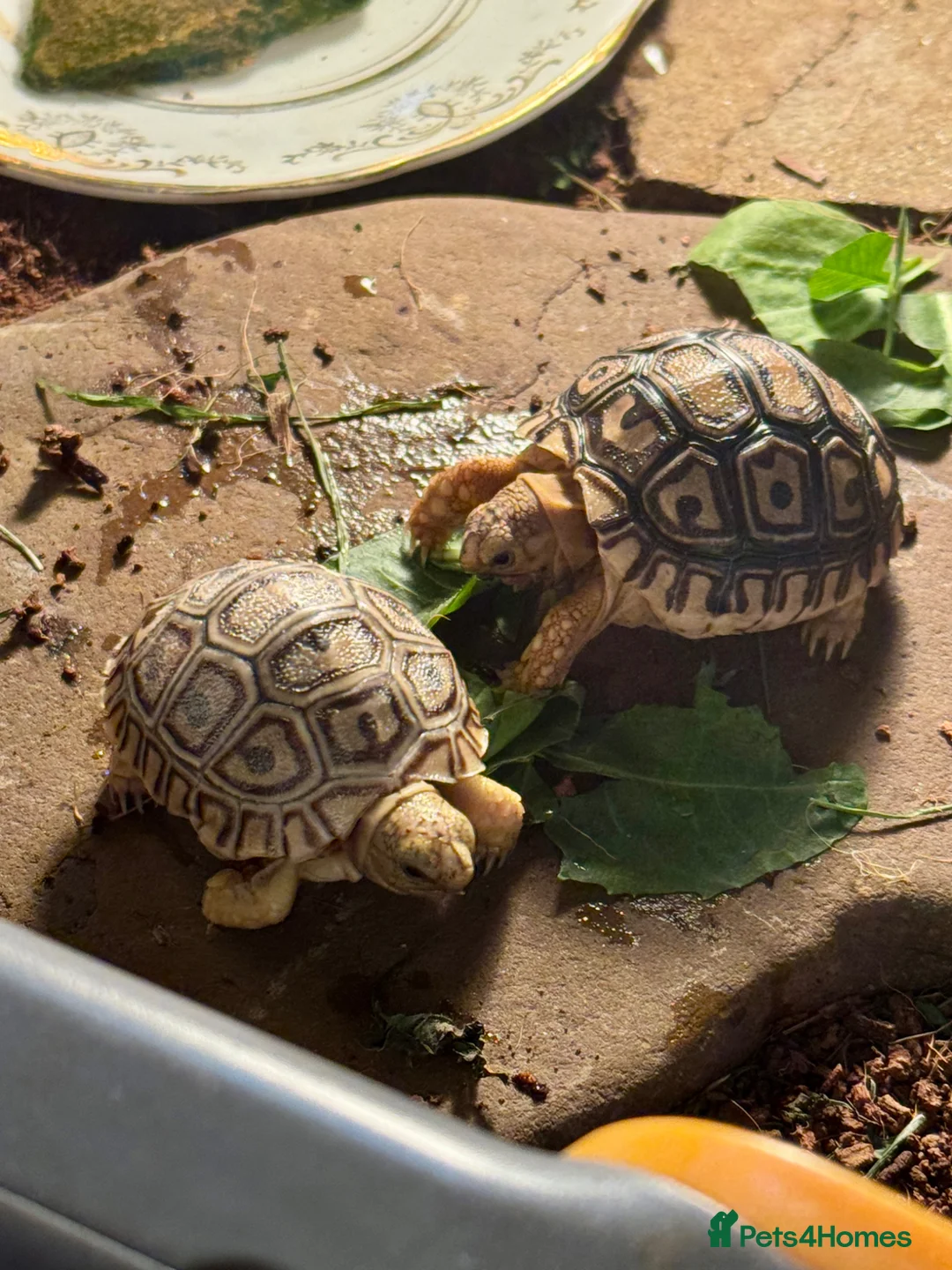Tortoise reptiles for sale: 2 Baby Leopard tortoises  - Advert 1